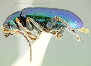 Media type: image;   Entomology 33873 Aspect: habitus lateral view